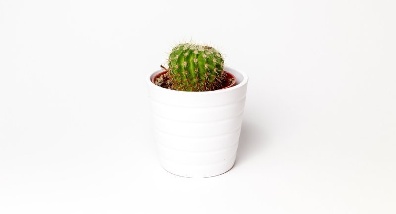 Green round cactus in a white pot against a white minimalist background
