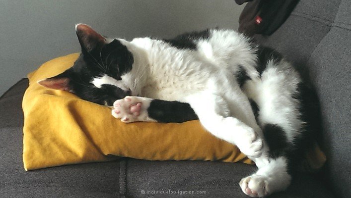 Super cute cat, Spyro snuggling on a yellow pillow